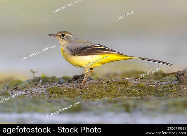 Grey Wagtail (Motacilla cinerea), side view of an adult in winter plumage standing on the ground, Campania, Italy