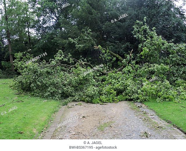ravaged city park of Bochum by fallen trees and broken branches, storm front Ela at 2014-06-09, Germany, North Rhine-Westphalia, Ruhr Area, Bochum