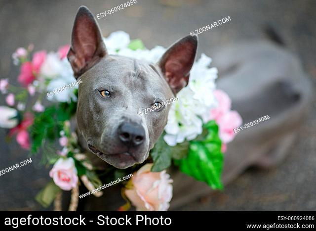 beautiful young thai ridgeback dog in flower wreath around neck. summer season. outdoor shot. natural light. copy space