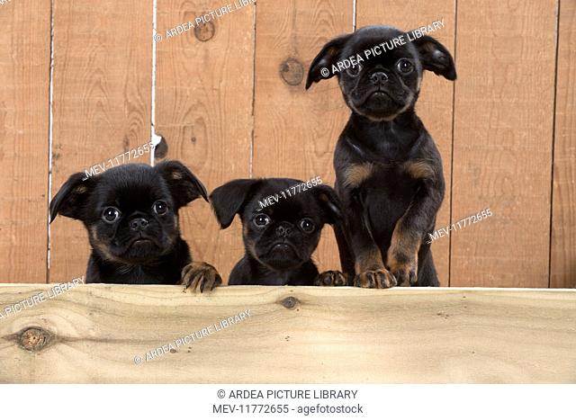 Dog Griffon Bruxellois 8 week old puppies looking over wooden pen