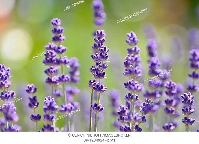 Lavender (Lavandula)