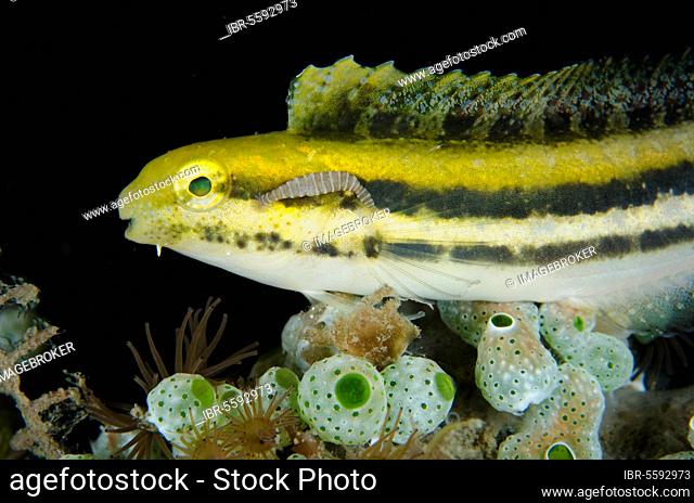 Shorthead Sabretooth Blenny (Petroscirtes breviceps) adult, with parasite attached to head, Lembeh Straits, Sulawesi, Sunda Islands, Indonesia, Asia