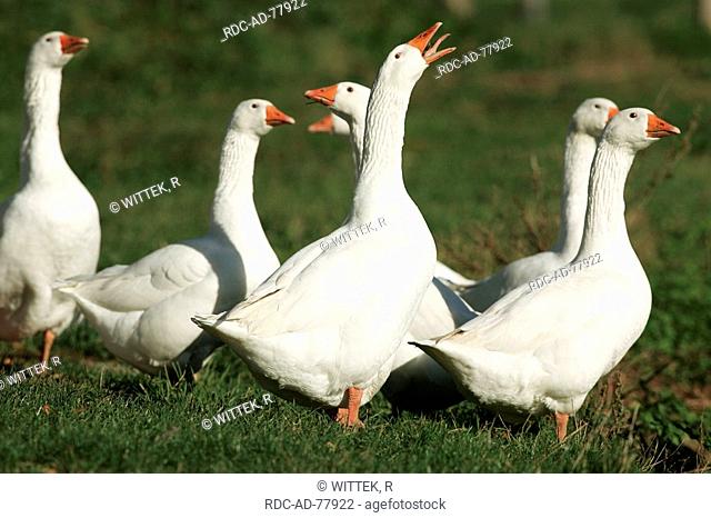 Free-range domestic Geese