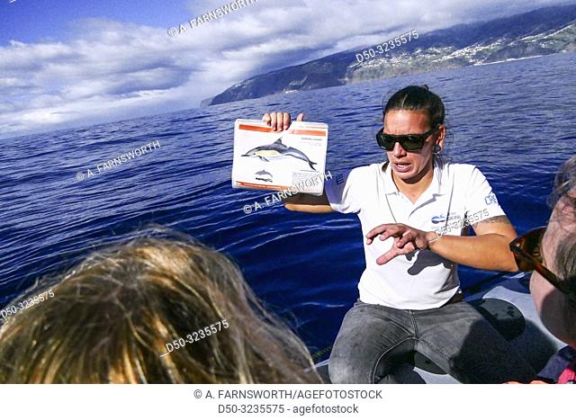 Funchal, Madeira, Portugal, Passengers on a whale and dolphin safari in the Atlantic Ocean on a RIB motorboat
