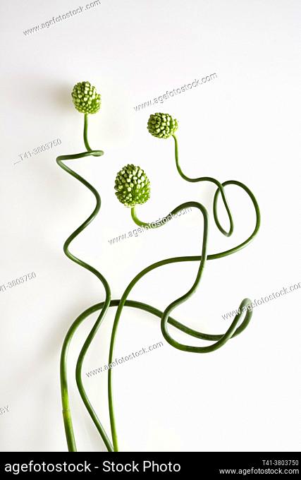 Three allium snake balls intertwined against a white background