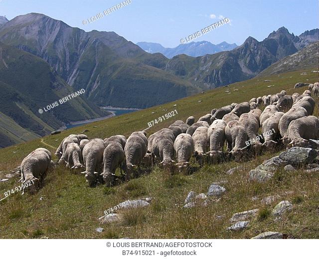 Sheep, Col du Glandon, Savoie, France