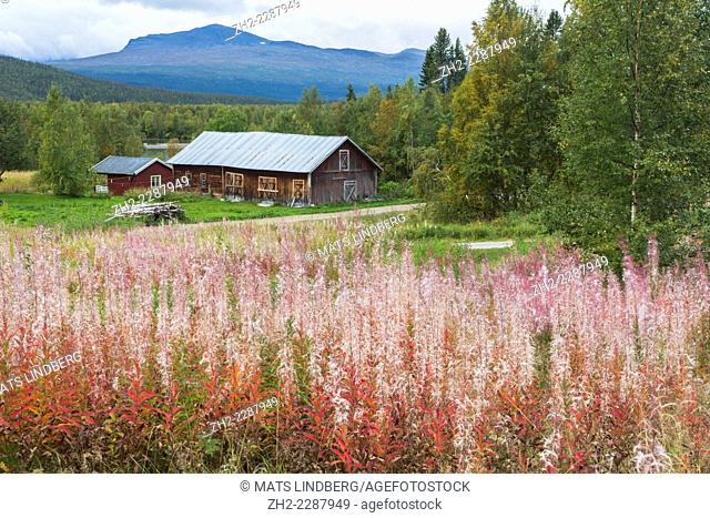 Autumn landscape in Kvikkjokk, Swedish lapland with fireweed in foreground and an old barn and mounains in background