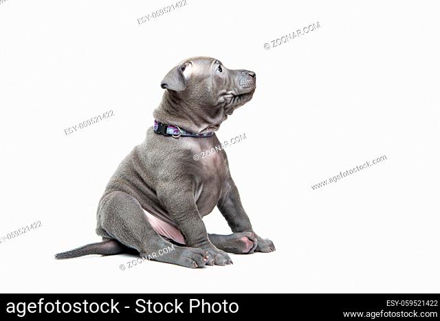 One month old thai ridgeback puppy dog in purple collar sitting. Isolated on white. Copy space