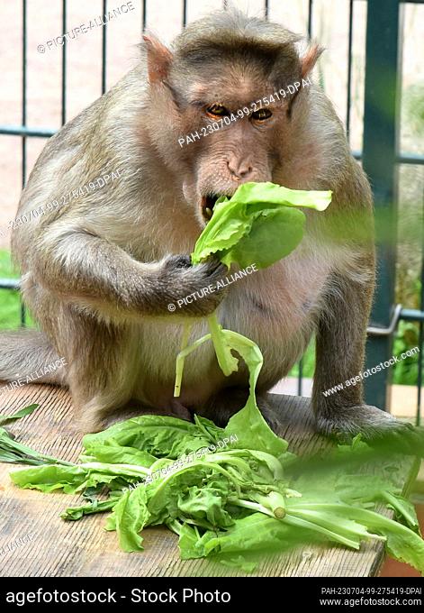 30 June 2023, Saxony, Eilenburg: The 31-year-old hat monkey Bino sits with his favorite salad in his age-appropriate enclosure at the Eilenburg Zoo