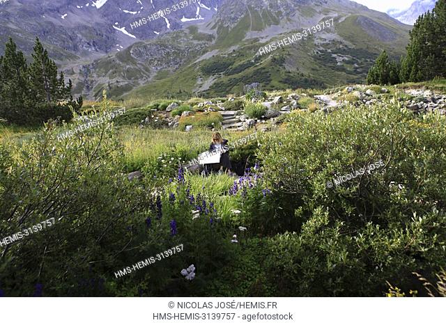 France, Hautes Alpes, Villar d'Arene, Lautaret Pass, Alpine Botanical Garden of Lautaret