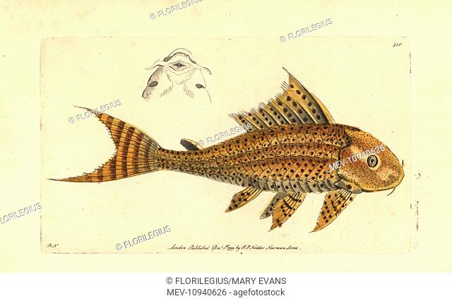 Suckermouth catfish, Hypostomus plecostomus. Illustration drawn and engraved by Richard Polydore Nodder. Handcolored copperplate engraving from George Shaw and...