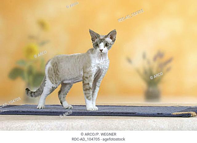 Devon Rex Cat