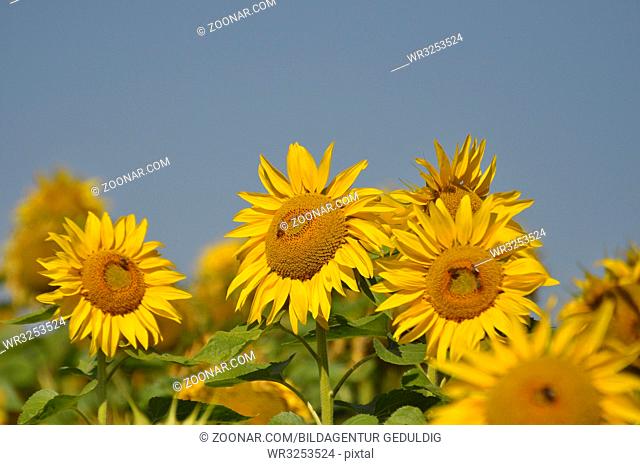 Sonnenblume, mit blauem Himmel, Sonnenblumenfeld