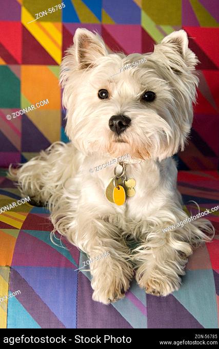Hund auf Sofa, West Highland White Terrier|Dog on couch, West Highland WhiteTerrier, Westie