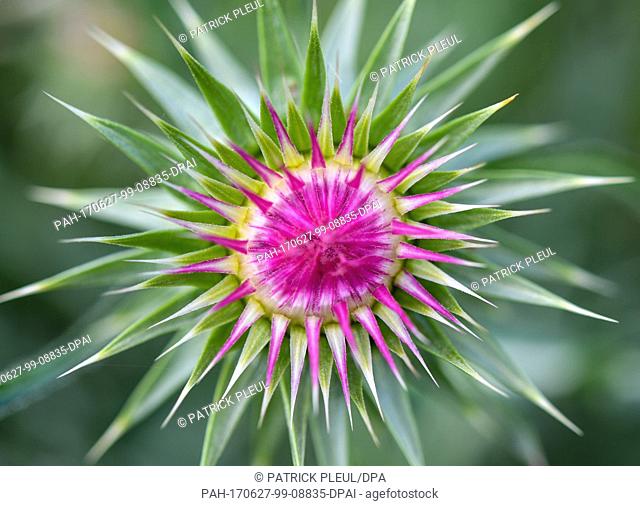 AÂ still closed blossom of a thistle (Carduus nutans) can be seen near Reitwein, Germany, 26 June 2017. Photo: Patrick Pleul/dpa-Zentralbild/dpa