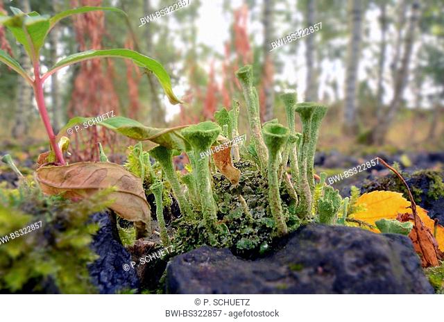 Cladonia (Cladonia spec.), cladonias in industrial ground, Germany, North Rhine-Westphalia, Ruhr Area, Bottrop