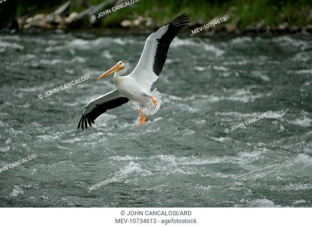 American White Pelican - in flight over river rapids. Immense bird with 9 foot wingspan (Pelecanus erythrorhynchos)