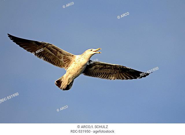 Kelp Gull or Dominican Gull (Larus dominicanus) subadult plumage, False Bay, Western Cape, South Africa, Africa