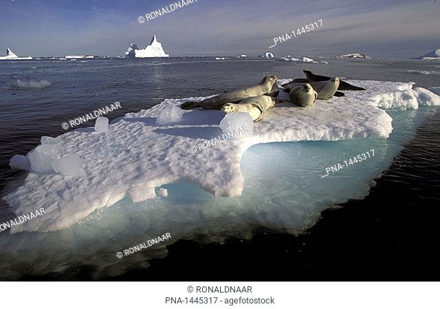Crabeater seals on an ice floe, Argentine Islands, Antarctic Peninsula