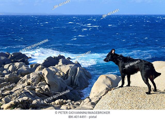 Black dog on a rock by the sea, Capo Testa, Province of Olbia-Tempio, Sardinia, Italy
