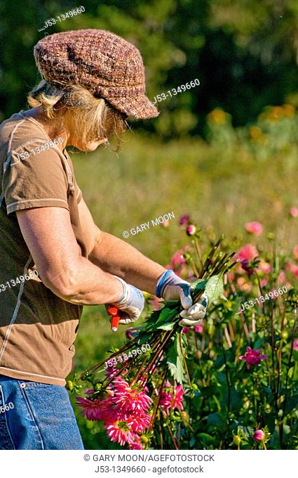 Farmer picking dahlias on organic flower farm to be sold at farmers market, Humboldt County, California