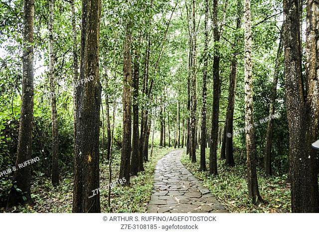 My Son Sanctuary. Pathway to archaeological site. UNESCO World Heritage Site, Quang Nam Province, Da Nang, Vietnam, Southeast Asia