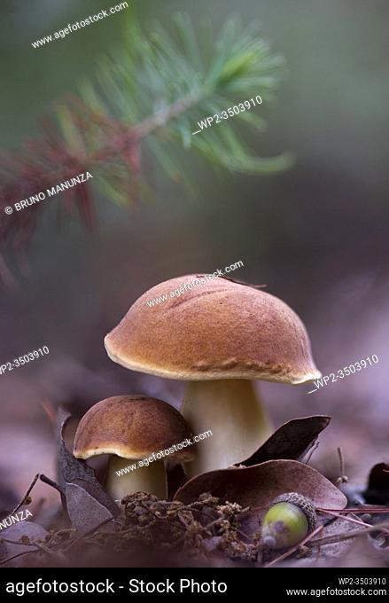 Mushroom (Xerocomus cfr. armeniacus)
