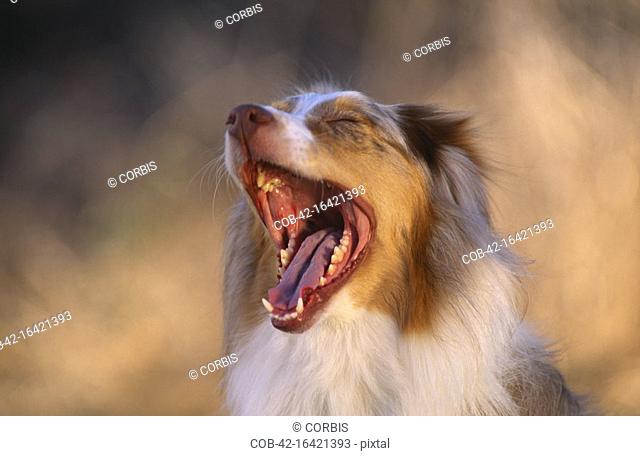 Australian Shepherd Yawning