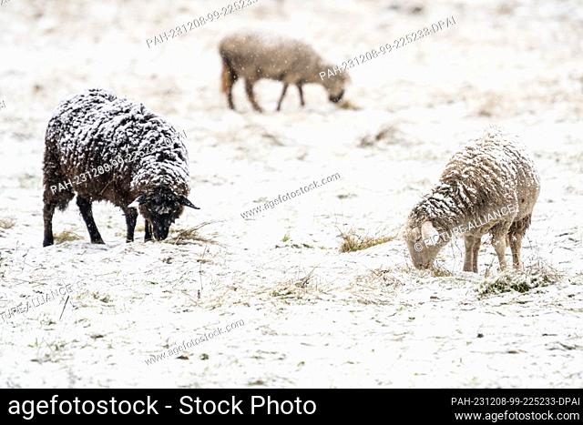08 December 2023, Lower Saxony, Seesen: Three sheep are standing in a pasture in the snow. Photo: Swen Pförtner/dpa. - Seesen/Lower Saxony/Germany