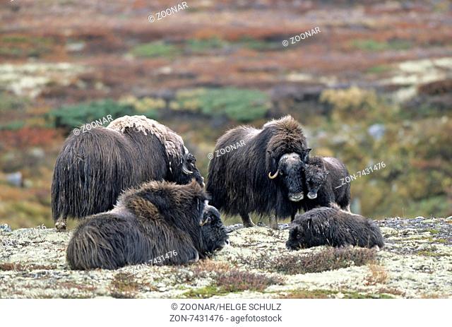 A group of Musk Oxen in the autumnally tundra