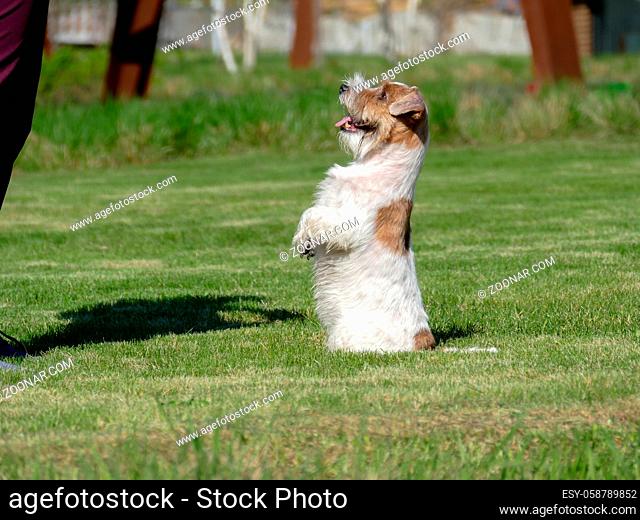 Jack Russell Terrier standing on its hind legs outdoots
