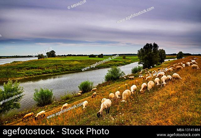 River landscape, Elbe Valley floodplain in Lower Saxony, Germany, biosphere reserve, Radegast, flock of sheep on the dike of Radegaster Haken