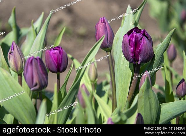 28 April 2021, Saxony-Anhalt, Schwaneberg: Tulips bloom in a field. The Degenhardt company grows tulips on a large scale near Schwaneberg