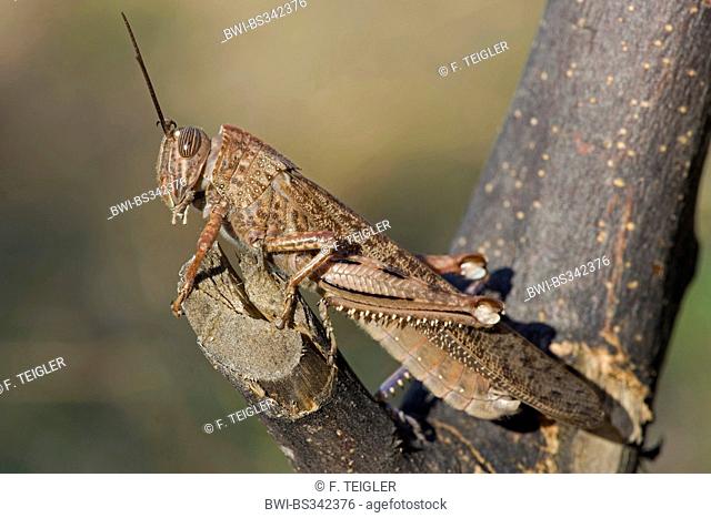 Egyptian grasshopper, Egyptian Locust (Anacridium aegyptium, Anacridium aegypticum), sitting on a branch