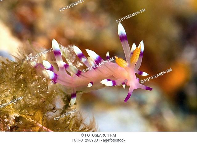 water beautiful aeolid nudibranch flabellina sea