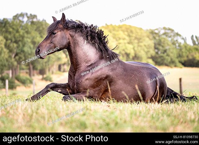 German Riding Pony. Chestnut stallion standing up after wallowing on a pasture. Germany