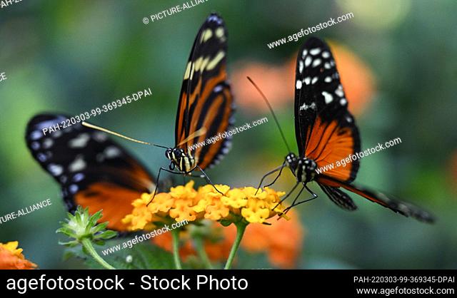 03 March 2022, Hessen, Frankfurt/Main: Two Golden Hecals (Heliconius hecale) have settled on a flower in the Blossom and Butterfly House in Frankfurt's...