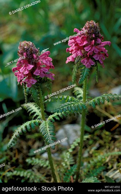 pedicularis verticillata flowers, schilpario, italy