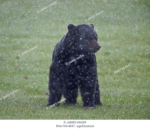 Black bear (Ursus americanus) in a spring snow storm, Yellowstone National Park, Wyoming, United States of America, North America