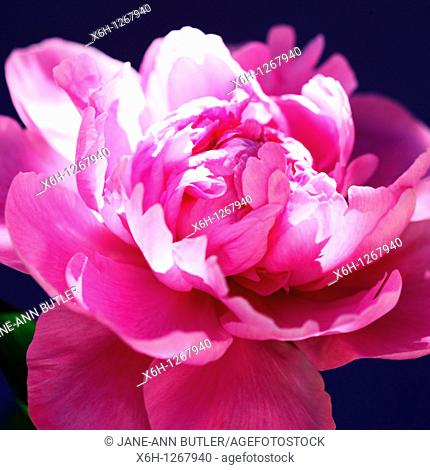 Lovely Fragrant Sarah Bernhardt Pink Peony Bloom