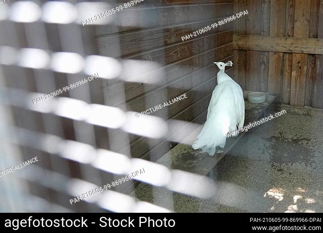 04 June 2021, Hamburg: A white peacock stands in an aviary at the Hamburg animal shelter. The animal shelters in the north fear a wave of handing over of pets...