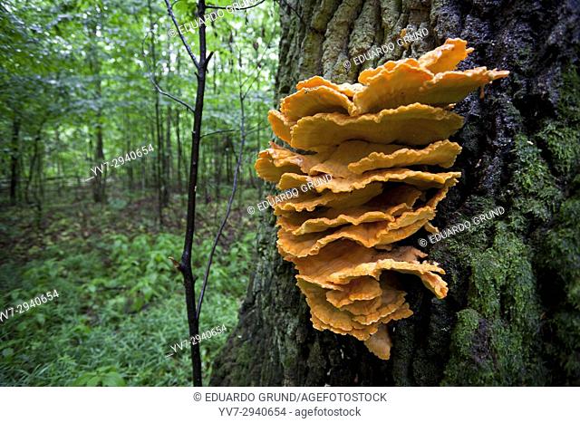 Fungi in the trees. Bialowieza National Park. Bialowieza, Podlasie, Poland, Europe