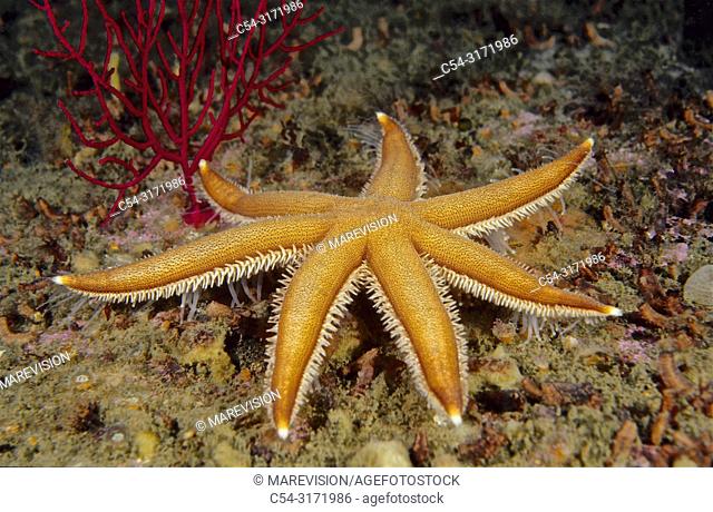Seven-armed Starfish (Luidia ciliaris). Eastern Atlantic. Galicia. Spain. Europe