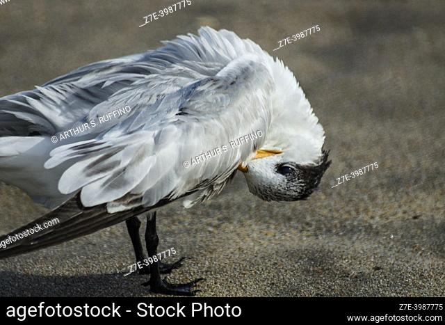 Royal tern (Thalasseus maximus) preening. South Florida, U. S. A. , North America
