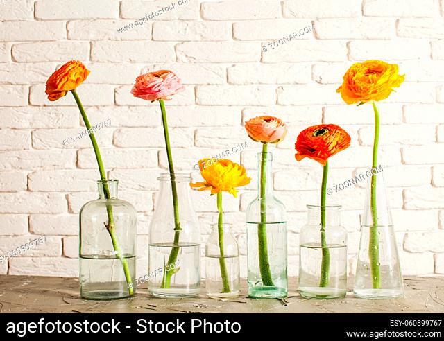 Row of six small glass bottles filled with water. Each bottle with single ranunculus flower in it. White wall on a background