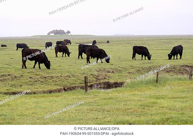 31 May 2019, Schleswig-Holstein, Dagebüll: Cattle graze on the salt marshes on the Hallig Langeness. The 11, 500 square kilometre Wadden Sea stretches over 500...