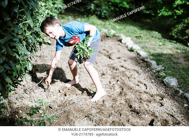 child prepares the vegetable garden with tomato plant