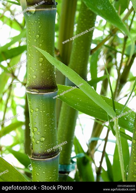 bamboo, bamboo grove, bamboo leaf
