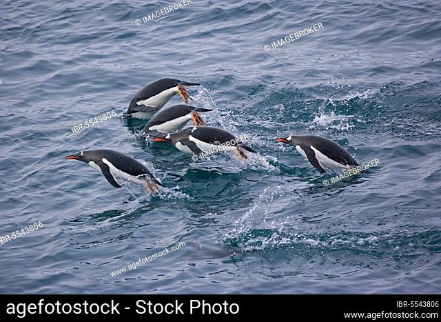 Gentoo penguin (Pygoscelis papua) adults, swimming in the sea, porpoise, South Atlantic, South Georgia