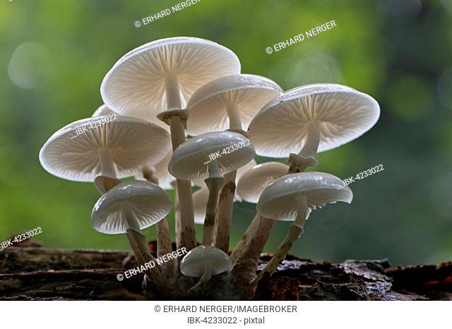 Porcelain fungus (Oudemansiella mucida), on deadwood, Emsland, Lower Saxony, Germany